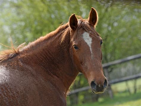 zoophylie cheval